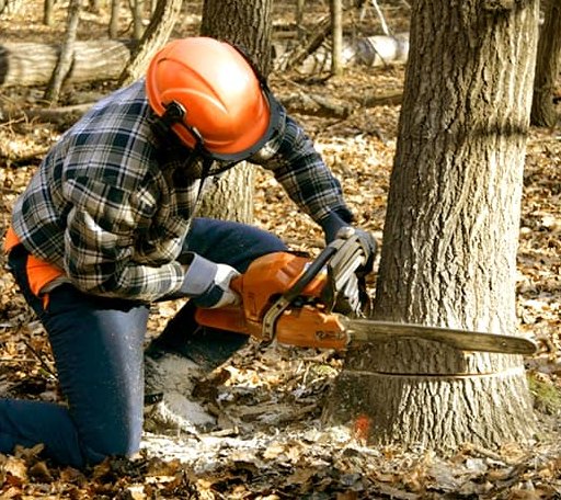 Tree Removal in Hobart, NY